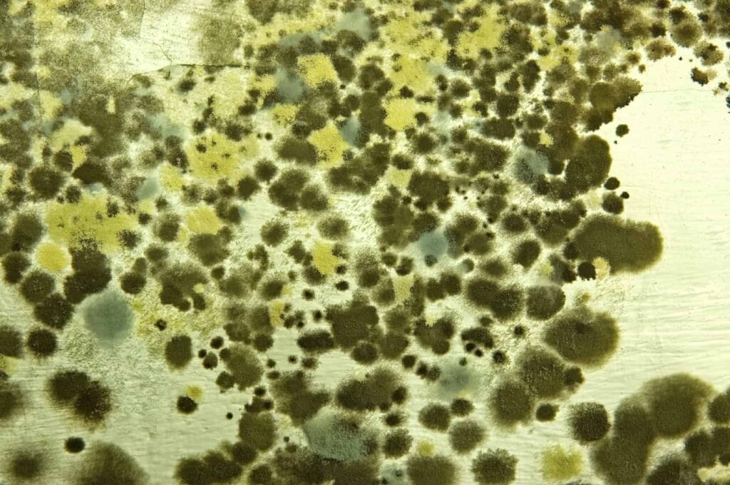 mold picture